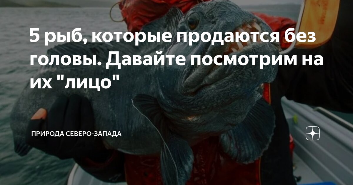 Почему продается без головы. Рыба которая продается без головы. рыба которая всегда продается без головы. три рыбы которые продают без головы. почему некоторые рыбы продают без головы.