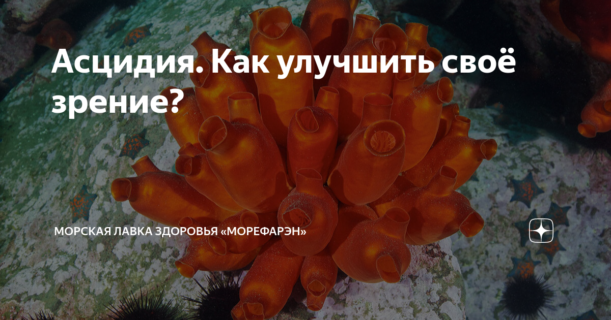 Асцидия. Как улучшить своё зрение? Верните остроту своего зрения ...