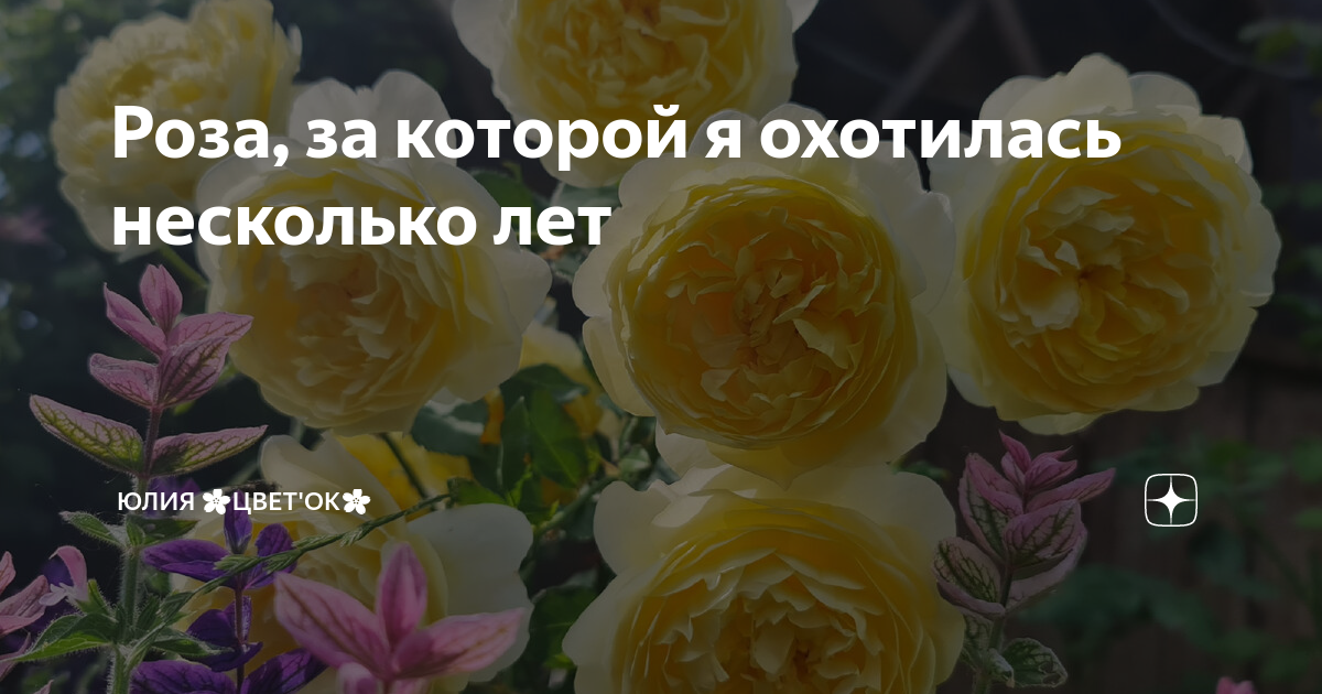 Роза оки ди фата