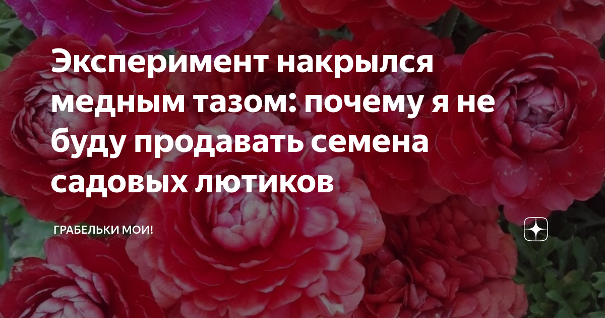 Эксперимент накрылся медным тазом: почему я не буду продавать семена ...