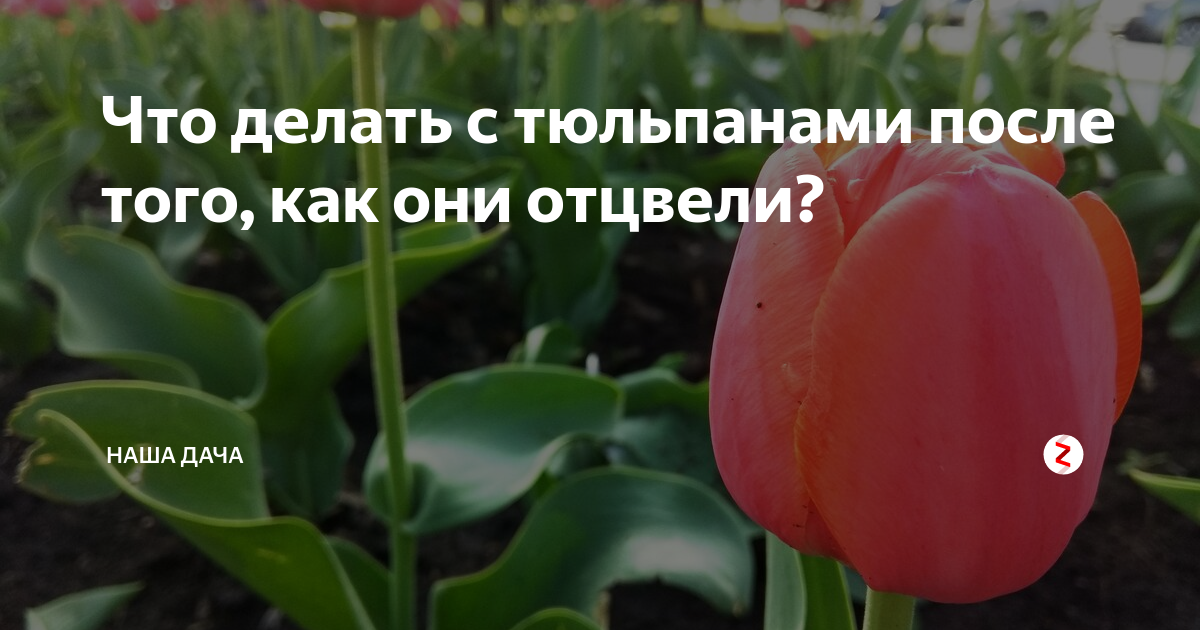 Отцвели тюльпаны что дальше с ними делать. Тюльпаны отцвели. После тюльпанов. Что делать с отцветшими тюльпанами. Тюльпаны после цветения.