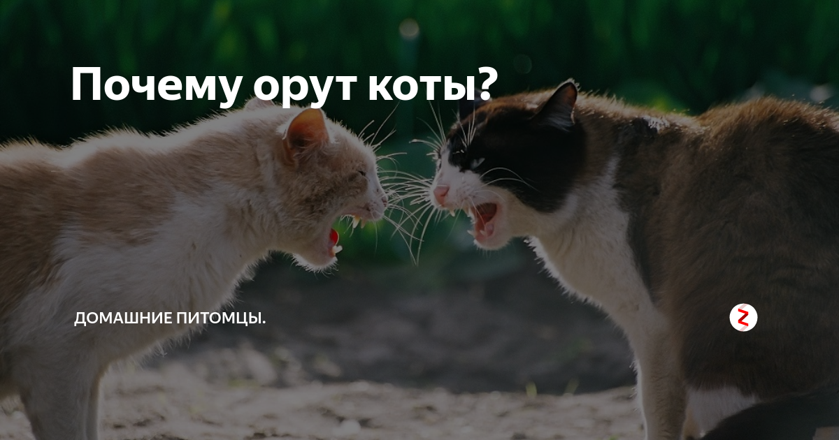 Котики орут друг на друга. Кошка орет. Голодные коты орут. Почему коты орут.