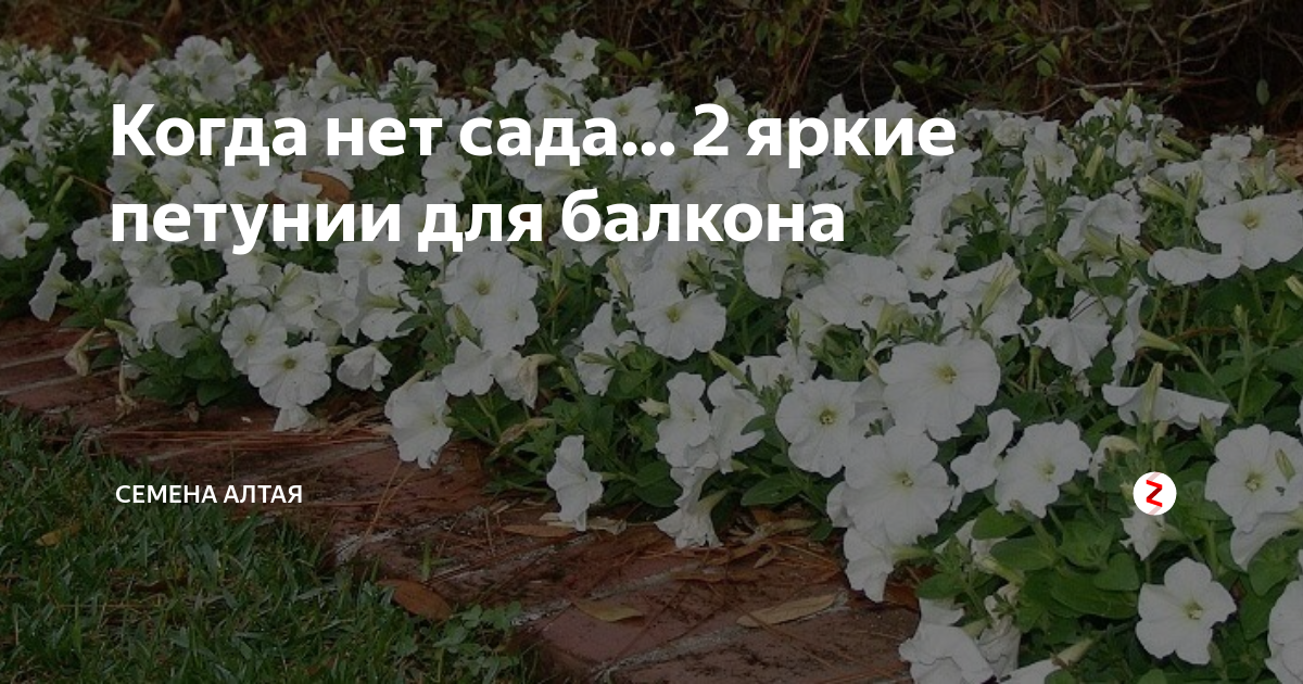 Когда нет сада… 2 яркие петунии для балкона | Семена Алтая. Дачные ...