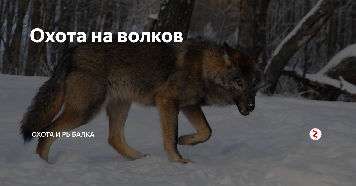 фон охотинспектор. охота и рыбалка. погоня егерей за браконьерами видео. идет охота на волков идет охота. фото идущего охотника.