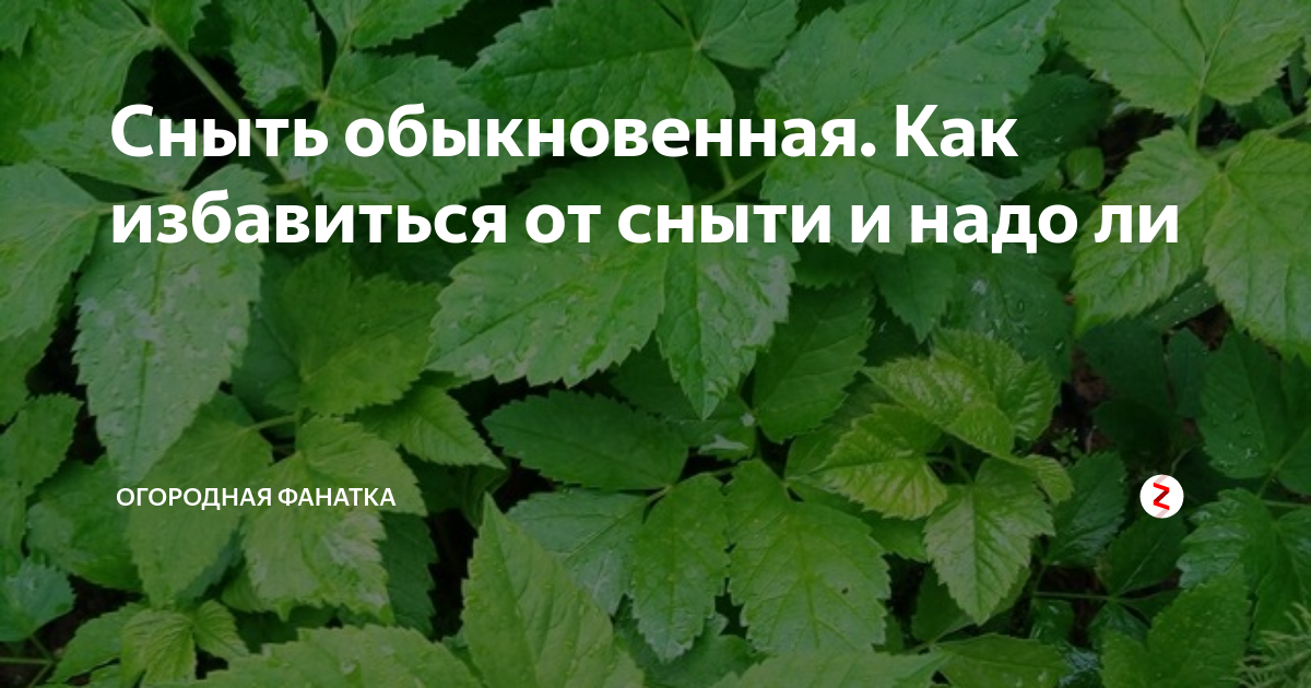 Сныть обыкновенная. Как избавиться от сныти и надо ли | Огородная ...