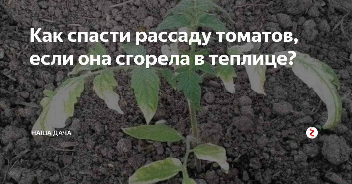 Как спасти рассаду помидор. Погорела рассада томатов. Сгорели помидоры в теплице. Подмерзшие помидоры рассада. Сгорели томаты в парнике.