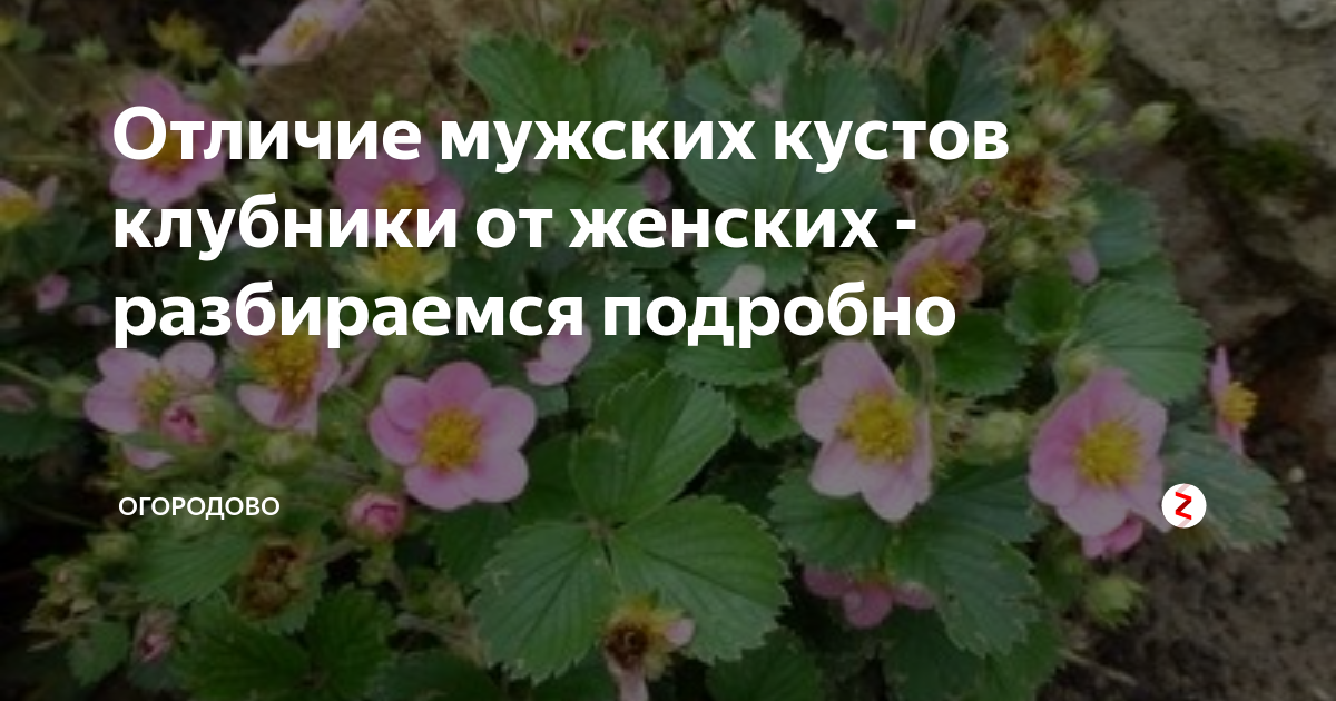 Женские и мужские кусты клубники отличие фото и описание