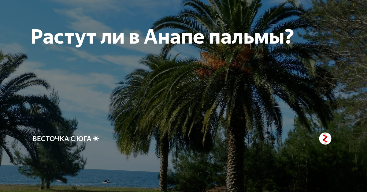 Пальмы в анапе на набережной. Витязево пальмы. Пальмы в городе краснодар. Лазаревское набережная пальмы. Пальмы в анапе на набережной.