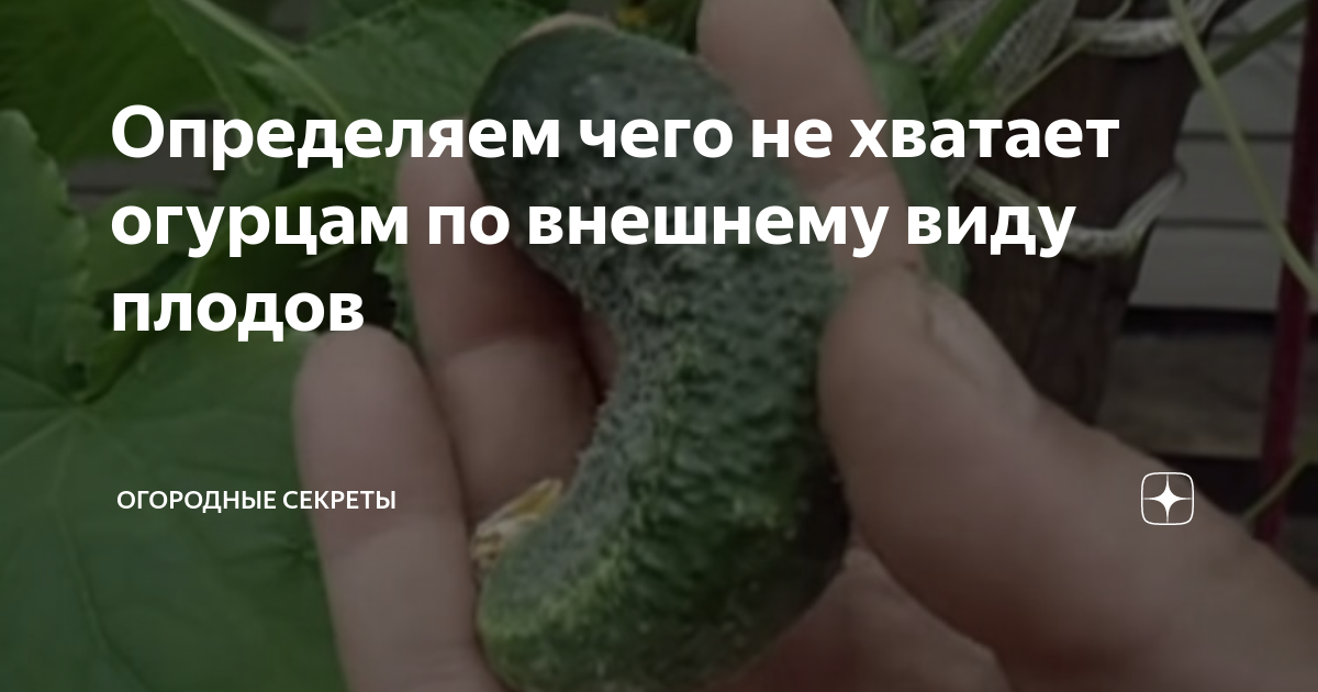 Чего не хватает огурцам по виду плода. Форма огурца чего не хватает. Огурцам чего то не хватает.