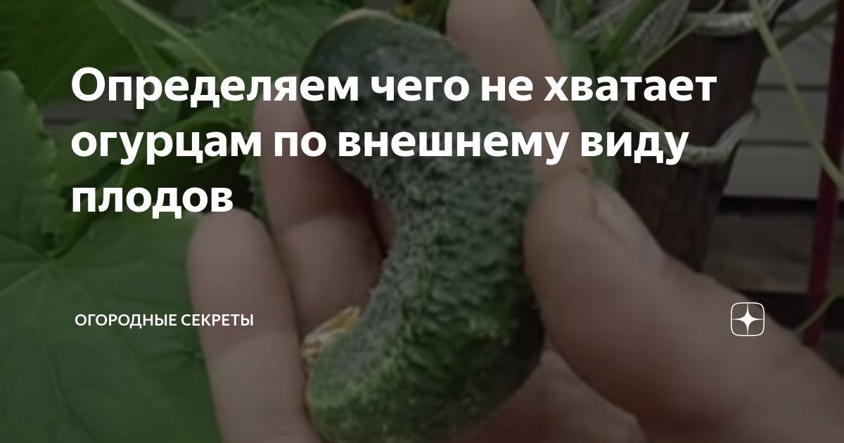 Хочется огурцов чего не хватает