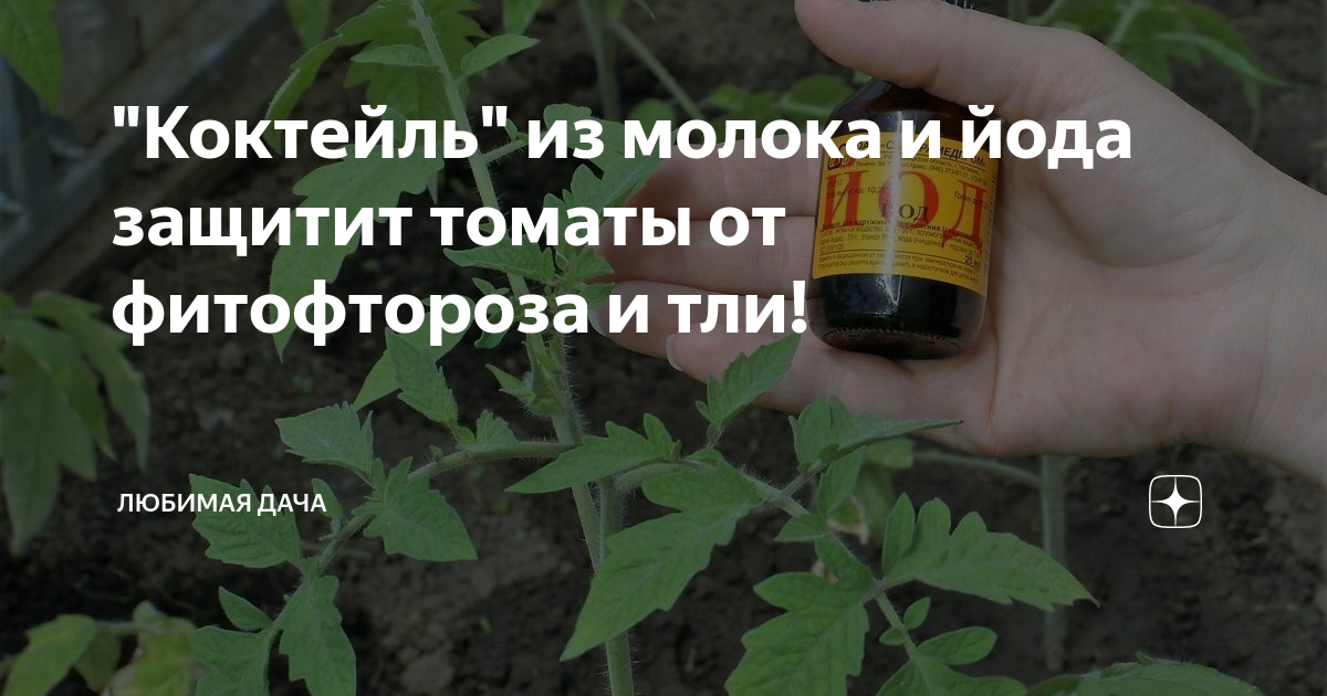 Подкормка для огурцов борная кислота йод молоко. Йод от фитофторы на помидорах. От фитофторы на помидорах молоко и йод. Молоко и йод для помидор опрыскивание. Опрыскивание томатов молоком с йодом.