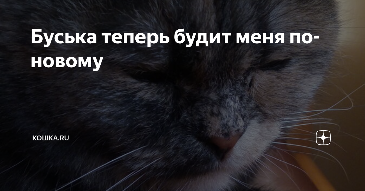Будите или будете как правильно. Будет или будит как правильно писать. Теперь будите. Будите или будете. Будите или будете как правильно.