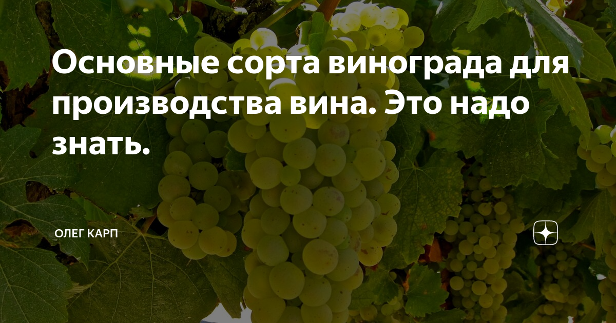 Сорта винограда для вина. Основные сорта винограда для вина. Основные Винные белые сорта винограда. Сорта винограда для изготовления вина. Виноград красный производство вина.