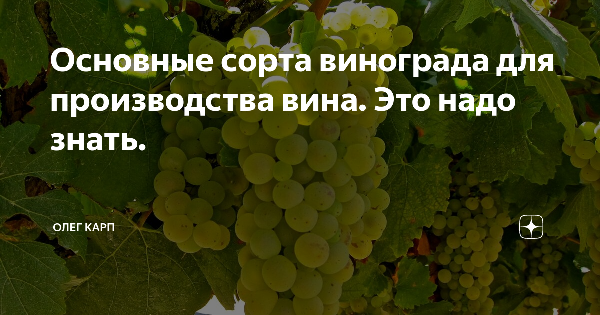 Белые вина из какого винограда. Основные сорта винограда. Сорта винограда для вина. Основные сорта винограда для вина. Виноград красный производство вина.