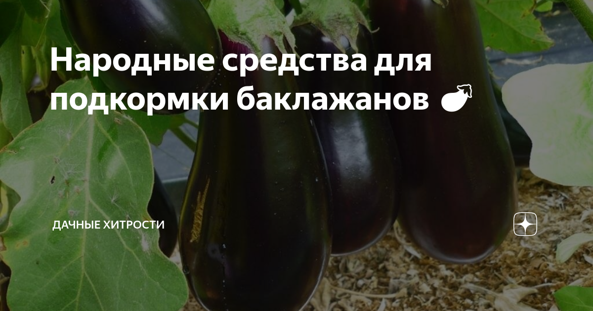 Подкормка баклажан во время цветения. Баклажаны в открытом грунте. Подкормка баклажанов. Чем подкормить баклажаны в теплице. Схема подкормки баклажан