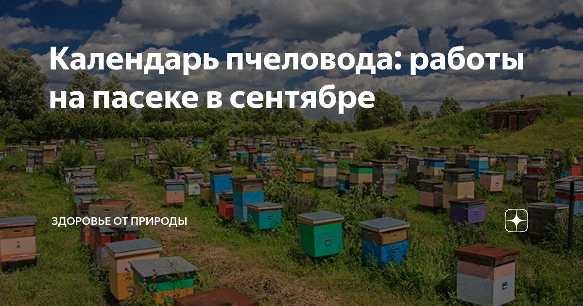 Календарь пчеловода: работы на пасеке в сентябре | Здоровье от природы ...