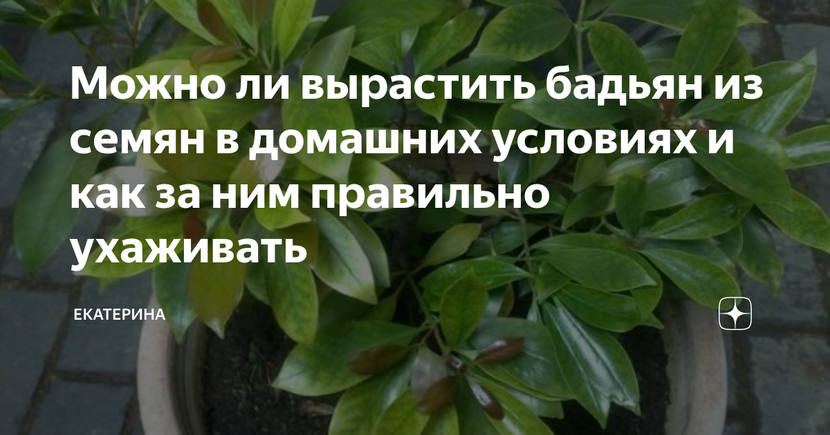 Специи и пряности для домашних заготовок. Домашние заготовки по старинным и современным рецептам