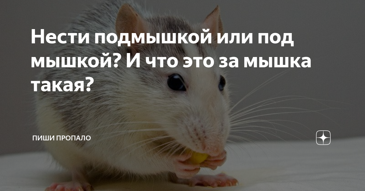 Пиши пропало. Пиши пропало значение. Подмышку или под мышку. Как правильно мышка или подмышка.