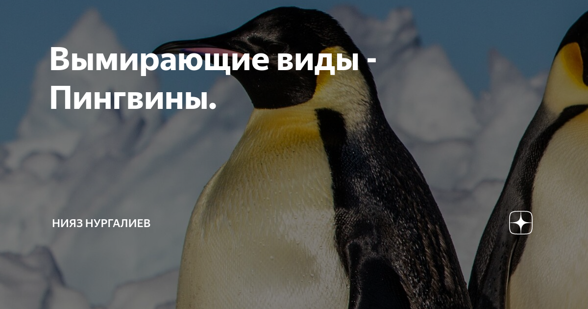 Вымирающие виды - Пингвины. | Личные финансы. | Дзен