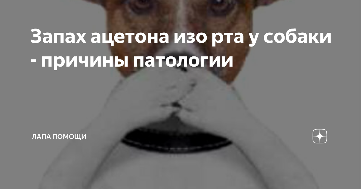 Почему у собаки запах изо рта. Почему у собаки пахнет изо рта. Почему у собаки запах изо рта. Почему у собаки запах изо рта. Запах собаки.