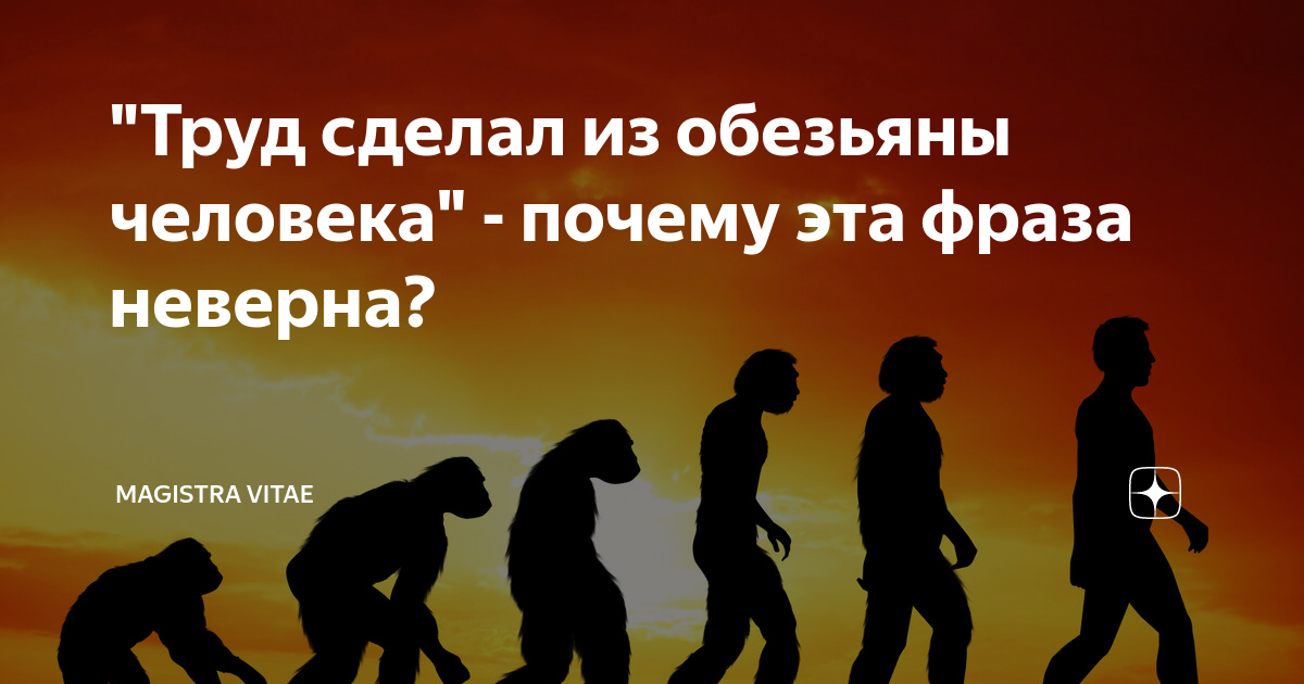 Труд сделал из обезьяны человека картинки прикольные