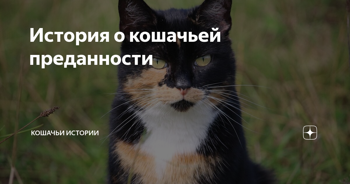 Дети и кошки цитаты. Кот предатель. Предать кошку. Афоризмы о бездомных животных. Кошка девочка.