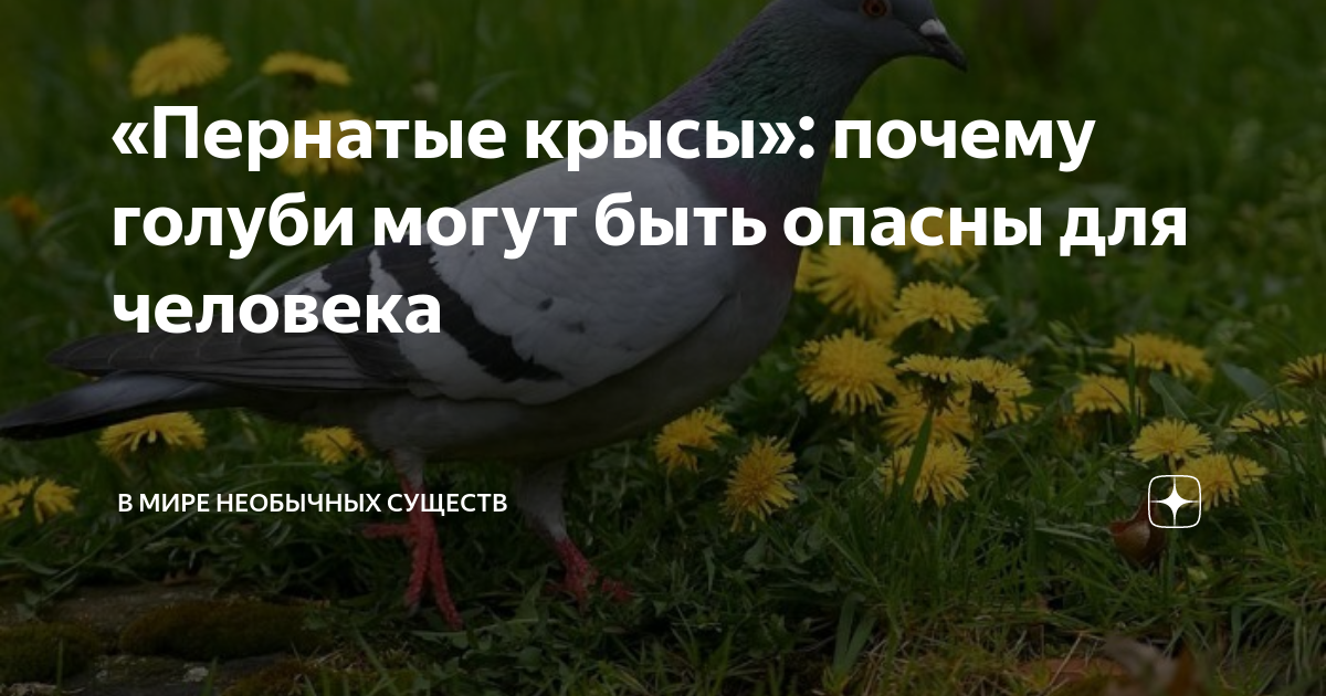 Опасный голубь. Голуби опасны для человека. Голубей опасны для человека. Болезнь ньюкасла у голубей. Голуби переносчики болезней.