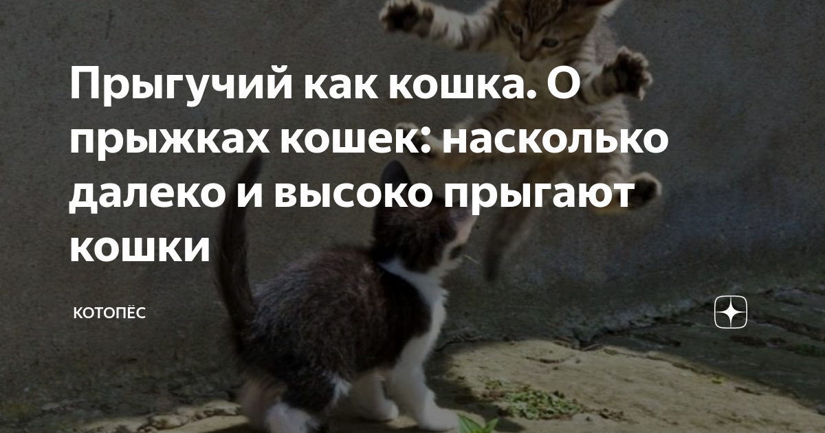 Как прыгать как кошка человеку. Кошка в прыжке. Кошка в прыжке. Кошка в движении. Кот в прыжке вниз.