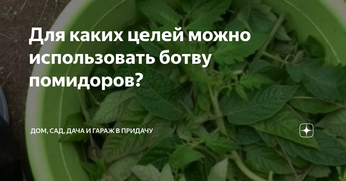 Куда можно использовать ботву помидоров. Курицам ботву от помидор. состав хим томатной ботвы. можно ли козам зелёные помидоры давать. можно ли давать курам ботву сладкого перца.