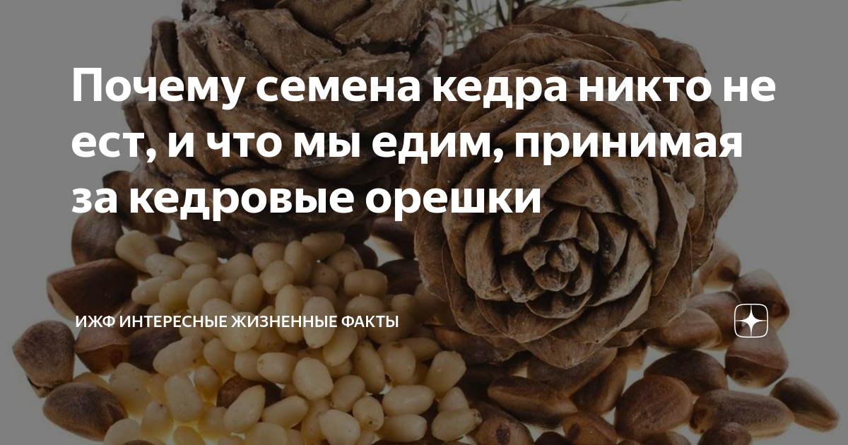 Почему семена кедра никто не ест, и что мы едим, принимая за кедровые ...