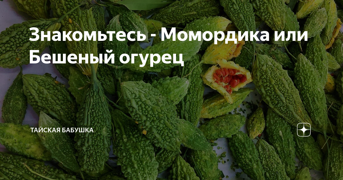 Момордика что это за растение пригодность к употреблению польза и вред фото