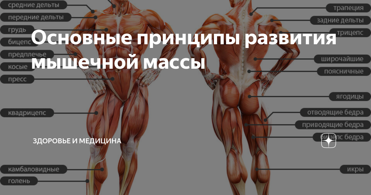 Физическая нагрузка и ее роль в формировании мышц