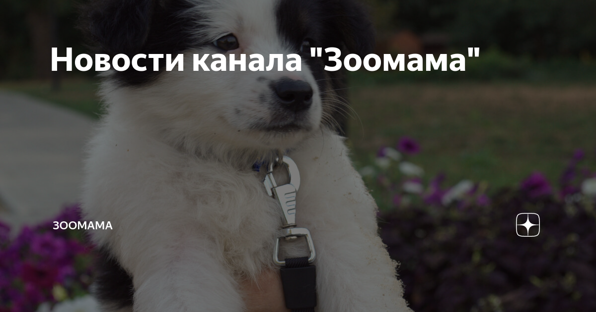 Зоомамы. Канал зоомама. Зоомама в каком состоянии буся. Зоомама дзен. Зоомама ростов-на-дону.