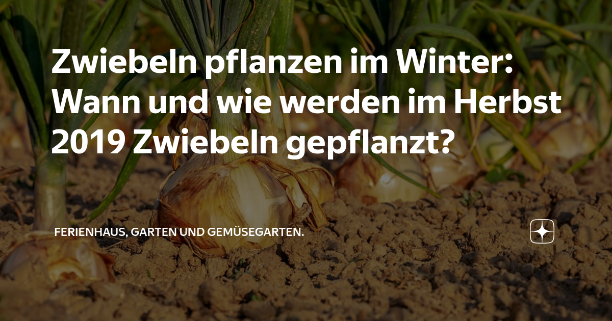 Zwiebeln pflanzen im Winter Wann und wie werden im Herbst 2019