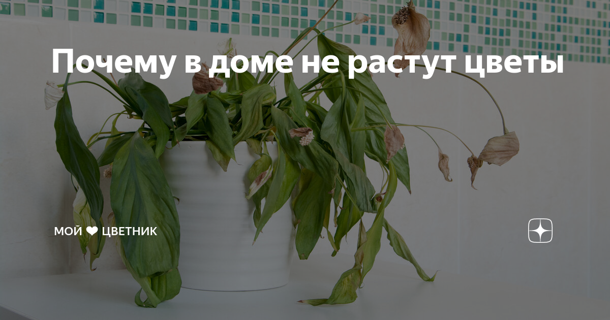 Не растут цветы, никакие. Что делать?