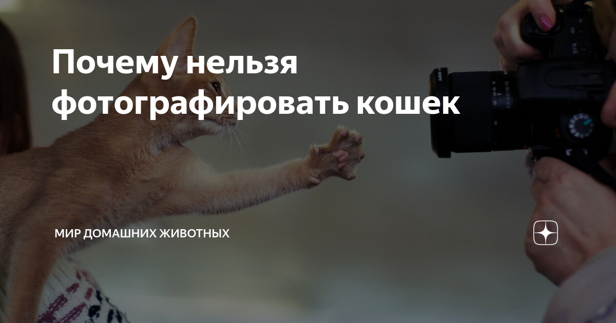 Почему нельзя фотографировать. Нельзя фотографировать кошек. Почему нельзя фоткать животных. Можно ли фоткать котов. Почему нельзя фотографировать кошек.