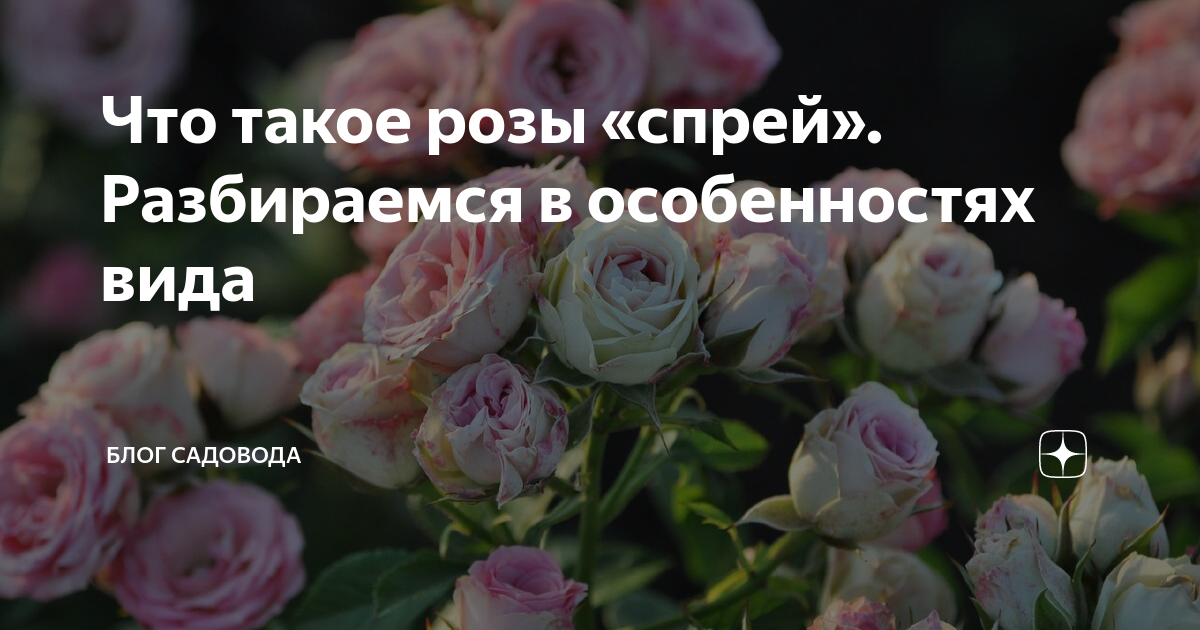 тикток розы