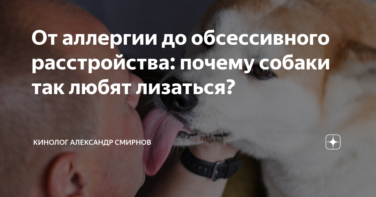 Как понять что собака доверяет. Признаки что собака вас любит. Почему собака всех любит. Почему собака всех любит. Почему собака всех любит.