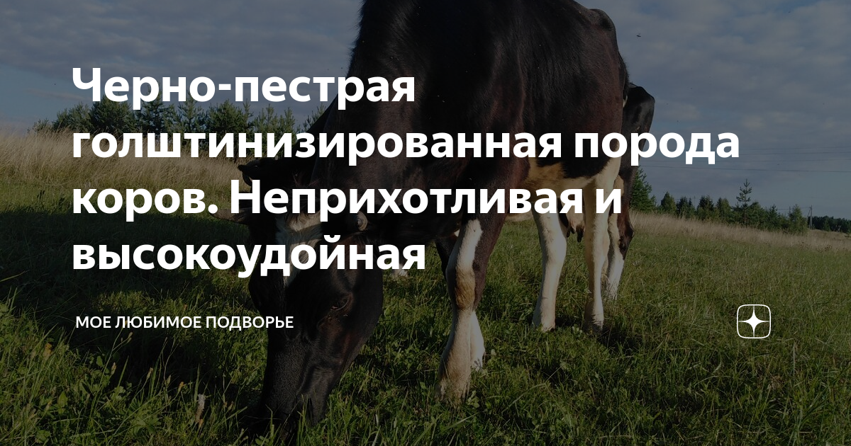 Черно-пестрая голштинизированная порода коров. Неприхотливая и ...