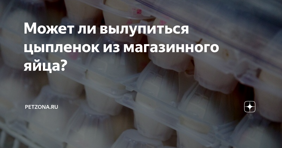 Цыплята в коробке видео. Перепела из магазинных яиц. Цыплята в инкубаторе. Птенец выращенный в рюмке. Птенец выращенный в рюмке.