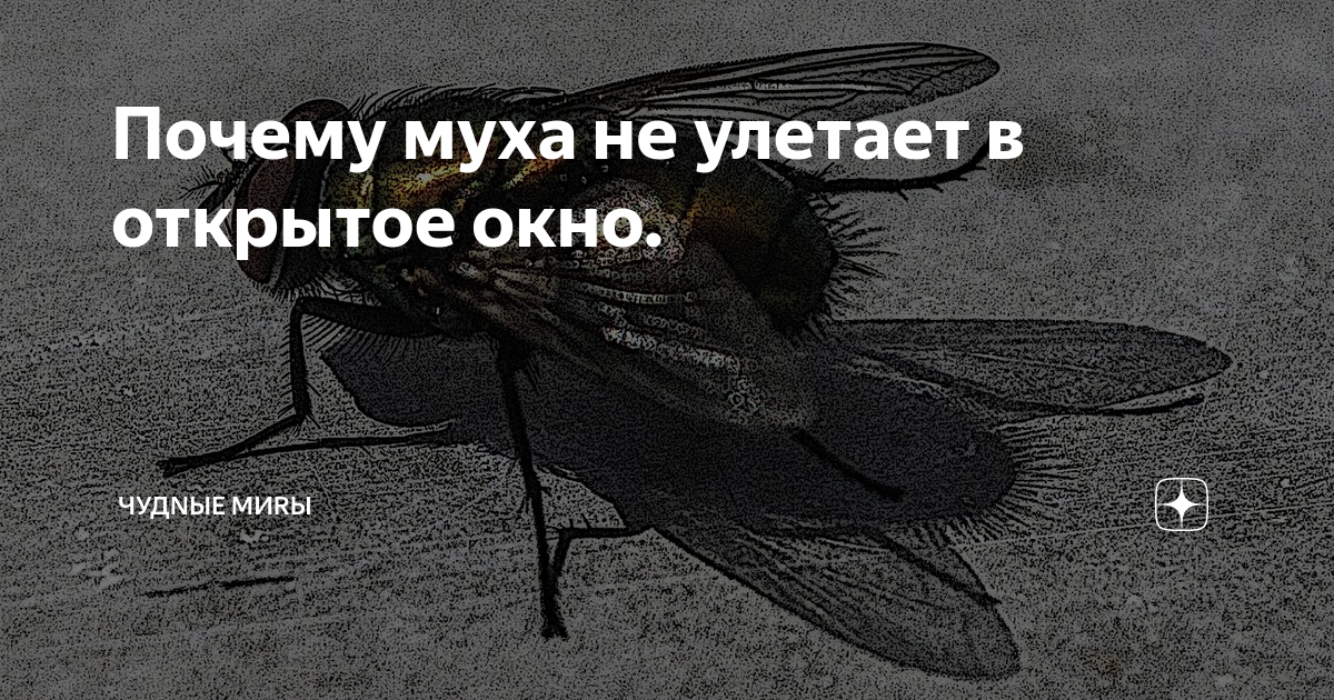 что делать если муха залезла в ухо