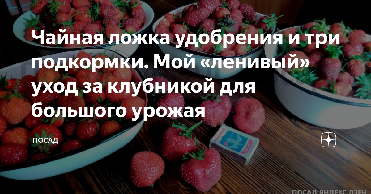 Чайная ложка удобрения и три подкормки. Мой «ленивый» уход за клубникой ...