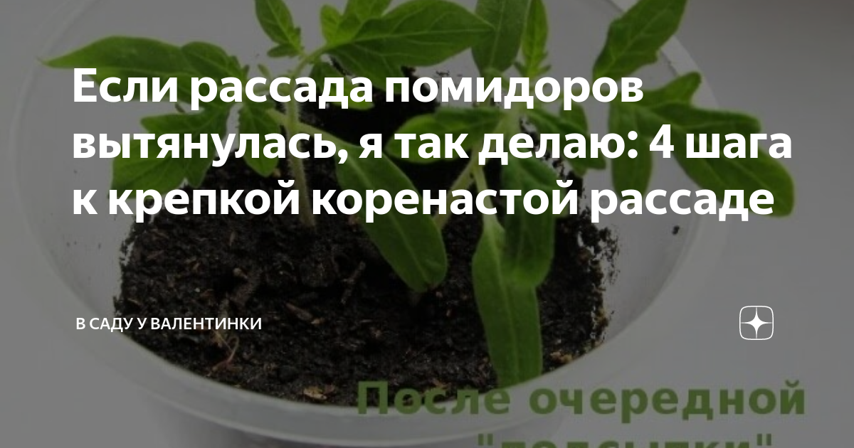 Чтоб рассада не вытягивалась и была крепкой. Коренастая рассада. средство для рассады коренастый. коренастый рассада 1,5мл. препараты для крепкой рассады томатов.