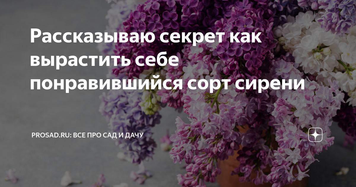 Песня даже в семьдесят лет вновь сирени