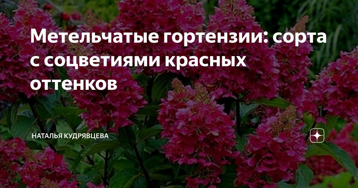 Гортензия метельчатая Канделайт - купить в интернет-магазине Агро-Маркет24