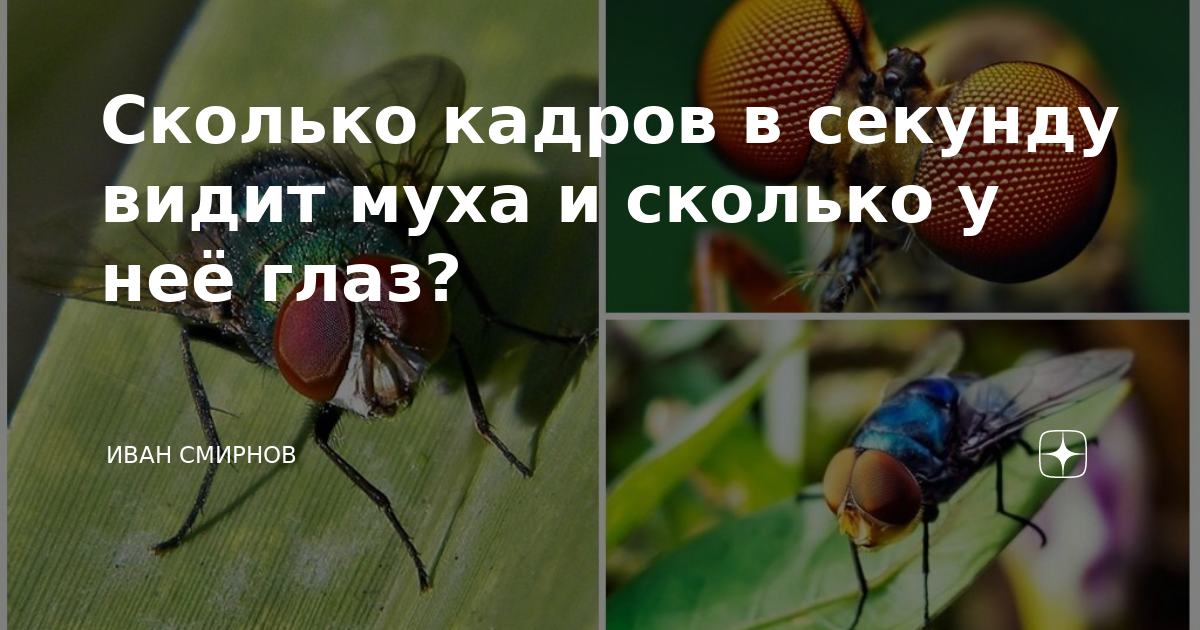 Сколько кадров видит муха. Сколько кадров в секунду видит Муха. Сколько кадров в секунду видит человек. Сколько кадров в секунду видит человеческий глаз. Сколько человек воспринимает кадров в секунду.