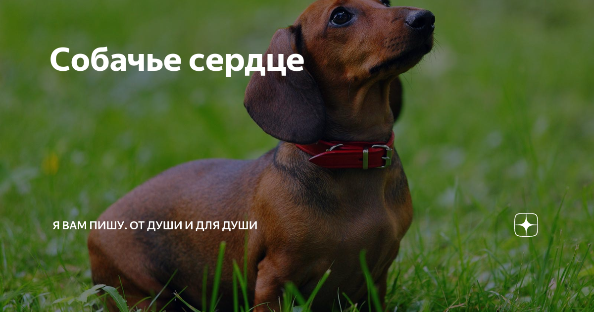 Собачье сердце | Я ВАМ ПИШУ. От Души и для Души | Дзен