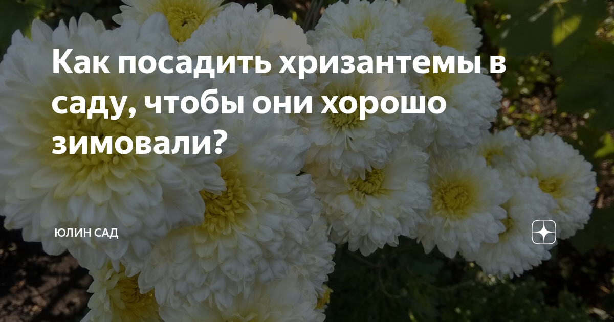 Как посадить хризантемы на зиму