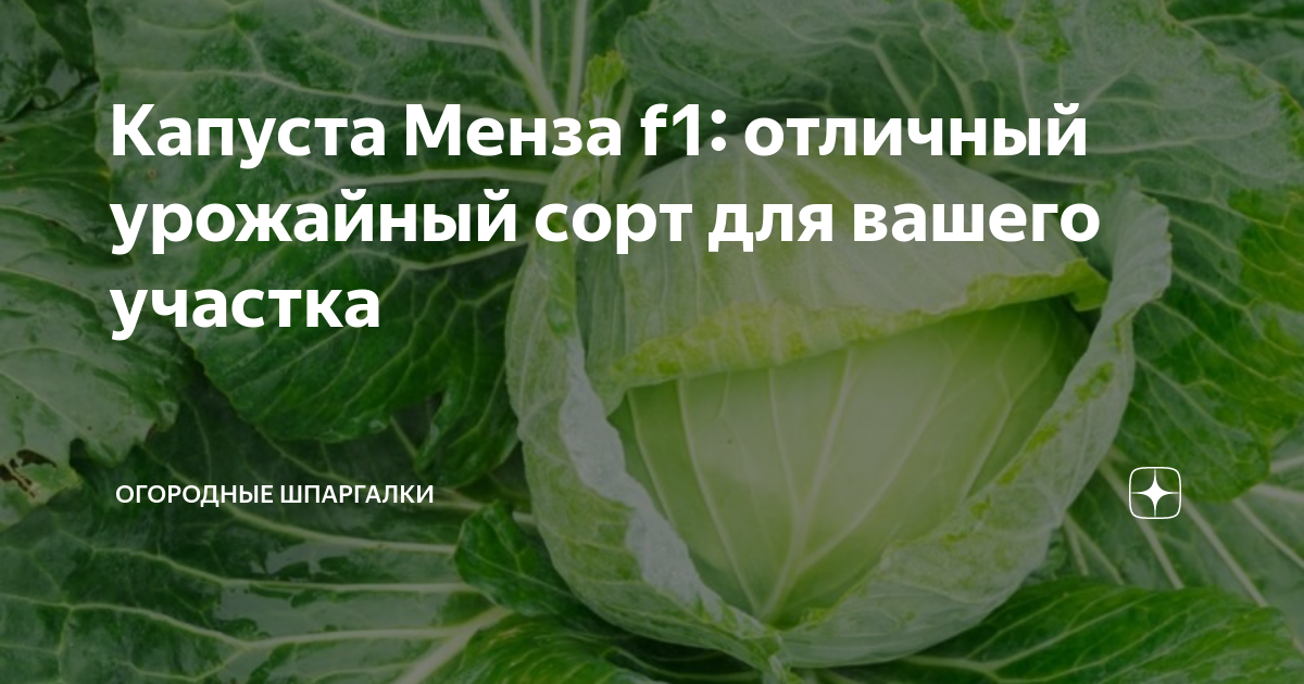Купить Семена пакетированные Капуста Менза Урожай у дачи Ц,Урожай у дачи, купить