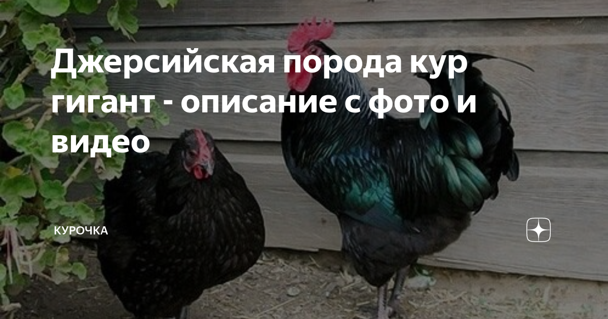 Джерсийская порода кур гигант - описание с фото и видео | Курочка | Дзен